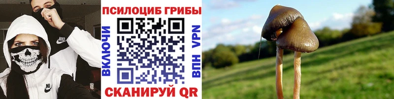 Псилоцибиновые грибы мицелий  Купить где  Клин 
